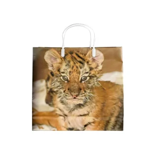 OEM Custom Durable Photo Print PE Plastic Supermarket Shopping Bag with Integrated Handle Waterproof Boutique Gift